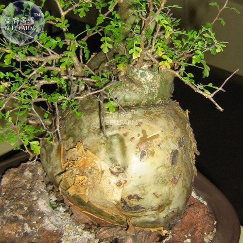 BELLFARM Pachycormus discolor Elephant Tree Bonsai Seeds, 5 seeds, professional pack, torote blanco perennial tree
