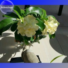 BELLFARM 'Golden Years' Double Desert Rose Adenium, 2 Seeds, purely yellow petals bonsai E3985