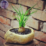 BELLFARM Recurvata Elephant's Foot Bonsai Plants, 5Seeds, ponytail palm a must for a loving bonsai BD071H