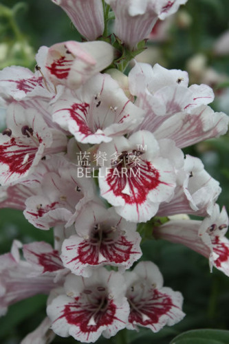 BELLFARM Penstemon Beardtongues Semi-evergreen Perennials Flower Seeds, 100 seeds, professional pack, beautiful garden plants