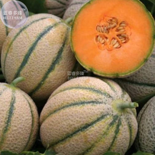 BELLFARM Sweet Melon Canteloupe Retato Delgi Fruit Seeds, 20 seeds, sweet tasty juicy heirloom fruits