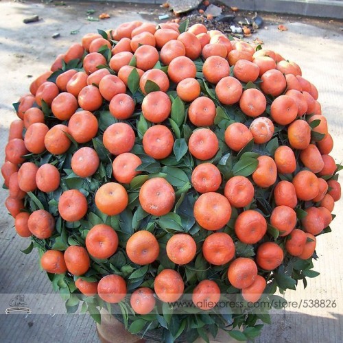 Small Potted Edible Orange Bonsai Organic Seeds, Professional Pack, 20 Seeds / Pack, Tasty Sweet Fruit Ornamental Indoor Plants