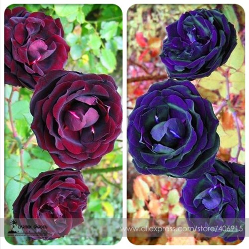 Mixed Purple Blue Big Blooming Climbing Rose Shrub Seeds, Professional Pack, 50 Seeds / Pack, 100% True Rare Flowers E3442