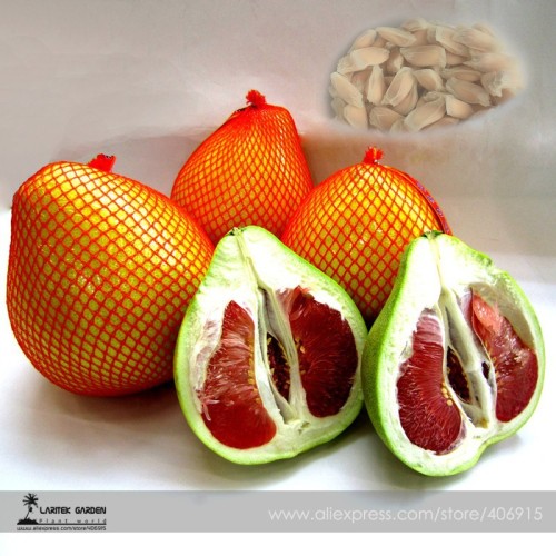 Heirloom Red Grapefruit Citrus maxima Hybrid Seeds, Professional Pack, 10 Seeds / Pack, Tasty Yuzu E3416