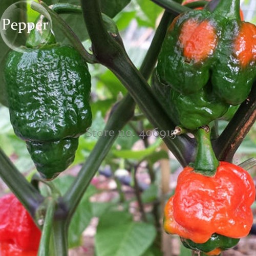 Trinidad Moruga Scorpion Red Green Chili Pepper Vegetables, 10 seeds, the world's 2nd hottest chilli pepper E3881
