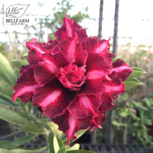 BELLFARM 'Ji Yu' Adenium Desert Rose Bonsai Seeds, 2pcs, 6-layer dark red petals with pink stripe TS333T
