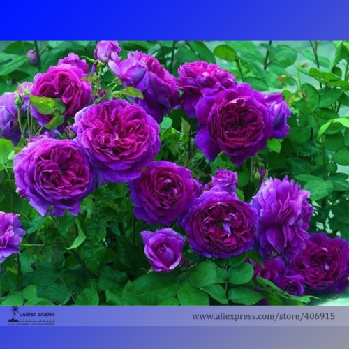New Dark Purple Climbing Rose Perennial Flower Organic Seeds, Professional Pack, 50 Seeds / Pack, Very Beautiful Garden Flower