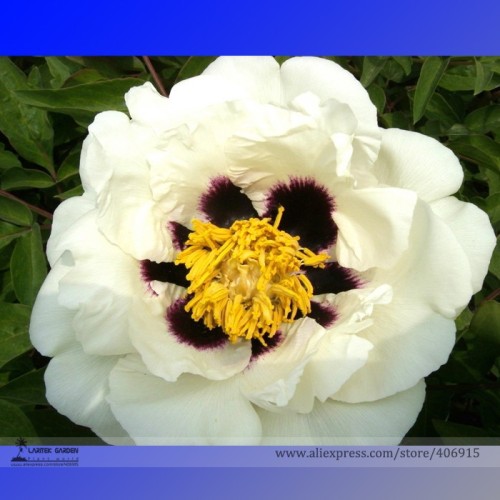 Heirloom 'Hei Bai Pei' White Peony Flowers with Dark Brown Spot Heart Plant Seeds, Professional Pack, 5 Seeds / Pack E3310