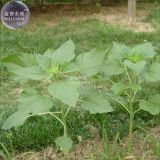 BELLFARM Giant Sunflowers Seeds, 6 seeds, original pack, hybrid annual univalved single-headed flowers giant flower disk A297
