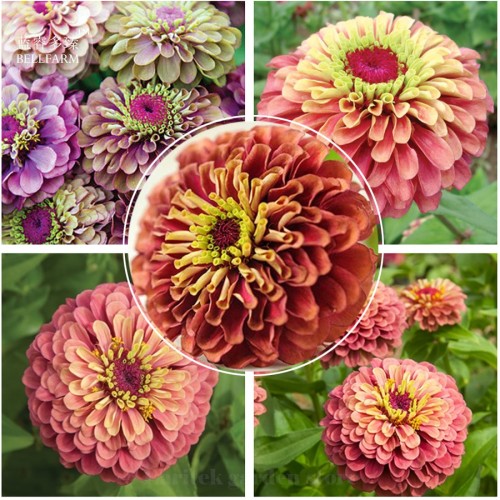 Imported Queen Red Lime Zinnia, Professional Pack, 50 Seeds, Exotic and unusual bicolor zinnia E3992