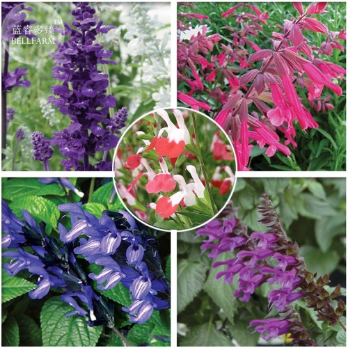 Imported Mixed 5 Typed of Salvia with tubular flowers, Professional Pack, 20 Seeds, deep purple black blue pink purple E3989