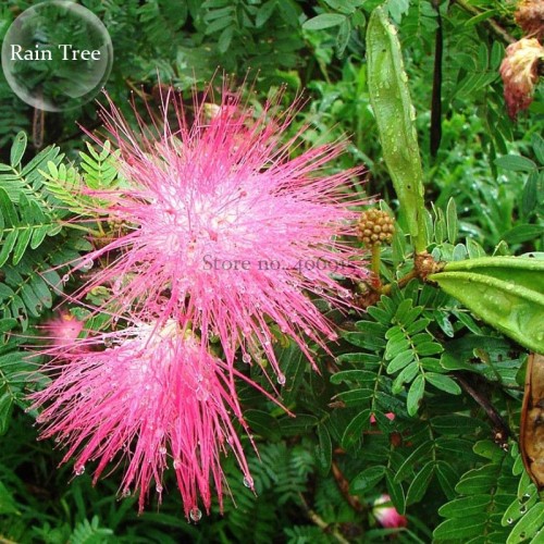 Rare Outdoor Sybian Rain Silk Tree, 10 Seeds, albizzia julibrissin only for outdoor E3809