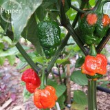 Trinidad Moruga Scorpion Red Green Chili Pepper Vegetables, 10 seeds, the world's 2nd hottest chilli pepper E3881