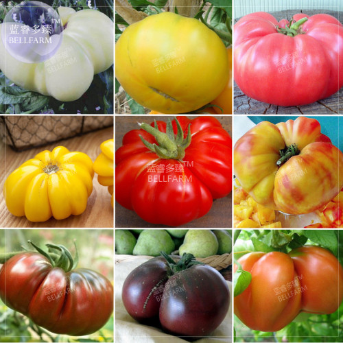 BELLFARM Tomato Mixed Giant Vegetable Seeds, 100 seeds, white red yellow pink rainbow black gray organic tomato