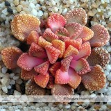 100% Genuine Titanopsis Variegata Seeds, Professional Pack, 10 Seeds / Pack, Amazing Colors on This Pink Succulent #NF366