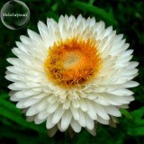 White Strawflowers Helichrysum bracteatum, 30 seeds, very beautiful flowers light up your garden E3750