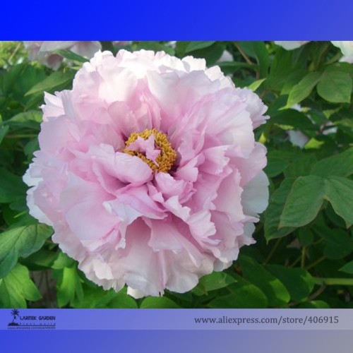 Rare 'Rou Furong' Pink Tree Peony Flower Organic Seeds, Professional Pack, 5 Seeds / Pack, Strong Fragrant Flower E3189