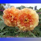 Heirloom 'Huang Jin Cui' Golden Red Peony Plant Seeds, Professional Pack, 5 Seeds / Pack, Light Fragrant Flowers E3209