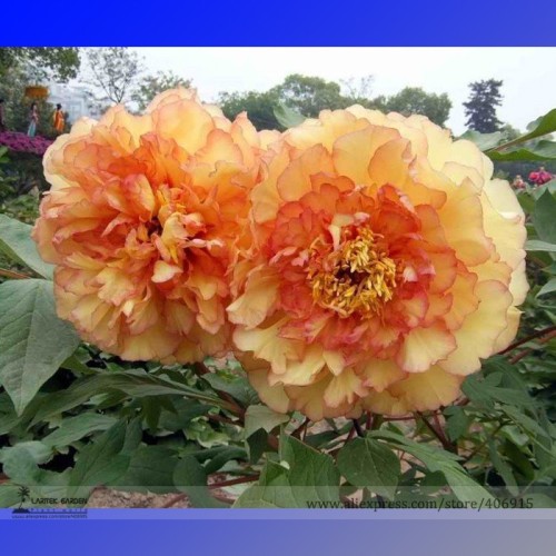 Heirloom 'Huang Jin Cui' Golden Red Peony Plant Seeds, Professional Pack, 5 Seeds / Pack, Light Fragrant Flowers E3209