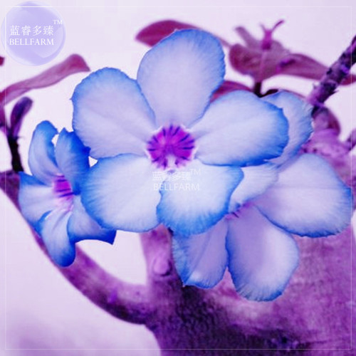BELLFARM White Adenium Desert Rose with Blue Edge Bonsai Flower Seeds, 2pcs, single petals easy to grow blooms soon BD196H
