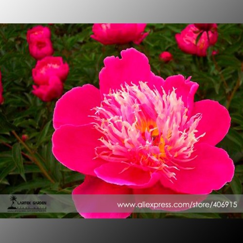 Heirloom 'Phoenix Feather' Red White Peony Shrub Seeds, Professional Pack, 5 Seeds / Pack, Very Beautiful Fragrant E3358