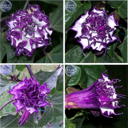 Purple Moon Angel Trumpet Datura / Yellow Datura Metel Flowers, Professional Pack, 20 Seeds, very beautiful flowers E4066