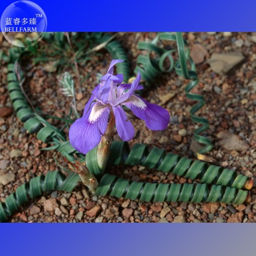 Moraea Pritzeliana Seeds, Professional Pack, 5 Seeds, Indigenous Endemic Perennial succulent with blue flowers E4020