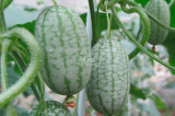 BELLFARM Melothria scabra Cucamelon Mouse Melon Seeds, Mexican miniature watermelon organic vegetales fruits