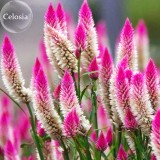Rare Beautiful White Pink Celosia Spicata Woolflower, 50 Seeds, strong fragrant herb flowers E3702