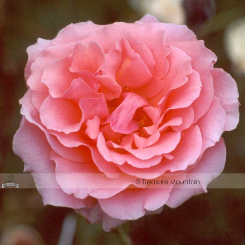 1 Professional Pack, 50 seeds / pack, Pink Chinese Rose Seed Monthly Rose Flowers Garden Seed #NF429