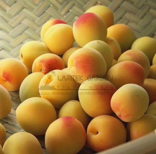 1 Professional  Pack, 20 Seeds/Pack, Taste Sour Sweet  Yellow Round Apricot Seeds, NON-GMO Edible Fruit Seeds Free Shipping