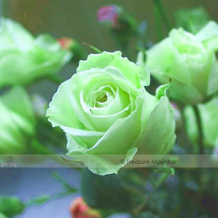 US$ 0.72 - 1 Professional Pack, 50 seeds / pack, Chinese Green Rose ...