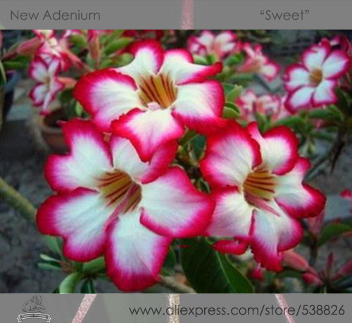 1 Professional Pack, 2 seeds / pack, Rosy Adenium Obesum Sweet Desert Rose Flowers Seeds #NF300