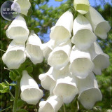 BELLFARM White Foxglove Digitalis purpurea Perennial Flower Seeds, 50 Seeds, original pack, perennial root herbs plants