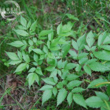 BELLFARM Pink Astilbe Chinensis Flower Seeds, 100 seeds, Chinese astilbe shrubs home garden balcony potted plant BD185H