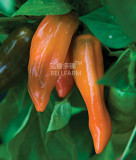 BELLFARM Pepper Sweet Orange Vegetable Seeds, 30 seeds, professional pack, very tasty with a hint of heat organic