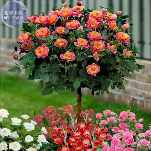 'Huo Yan' Orange Golden Double Rose Tree, 50 Seeds, Professional Pack, compact big flowers bonsai E4071