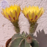 BELLFARM Echinocereus subinermis Cactus Seeds, 12 seeds, professional pack, producing yellow flowers 8 cm (3 in) long