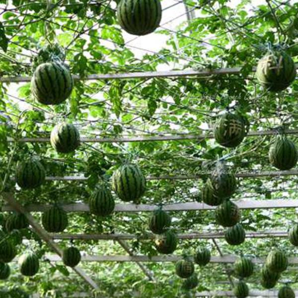 Very Sweet Big Round Red Watermelon Tree F2 Seeds, Professional Pack, 20 Seeds / Pack, 13% Sugar Juicy Edible Fruit E3013