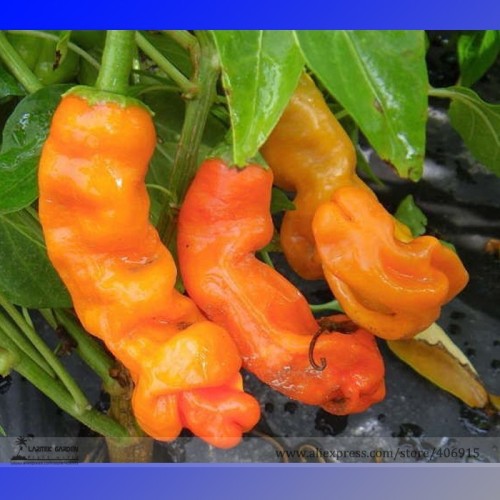 Heirloom Fresh Orange Peter Penis Chili Pepper Organic Seeds, Professional Pack, 10 Seeds / Pack, Edible Interesting Landscape