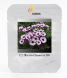 Pericallis Hybrida Different Florists Cineraria Bonsai Hardy Flower Seeds, Professional Pack, 50 Seeds / Pack, Very Beautiful