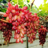 BELLFARM Heirloom Manicure Finger Grape Organic Seeds, Professional Pack, 15 Seeds / Pack, Tasty Sweet Hardy Fruit E3089