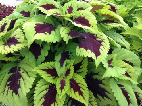 'Kong Lime Sprite' Coleus Herbs Seeds, Professional Pack, 20 Seeds, rare perillaseed green black big petals TS284T