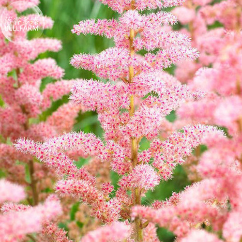 BELLFARM Pink Astilbe Chinensis Flower Seeds, 100 seeds, Chinese astilbe shrubs home garden balcony potted plant BD185H