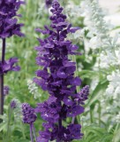 Imported Mixed 5 Typed of Salvia with tubular flowers, Professional Pack, 20 Seeds, deep purple black blue pink purple E3989