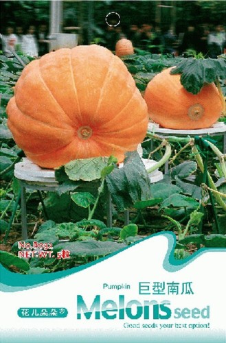 Rare Heirloom Dill's Atlantic Giant Pumpkin Organic Seeds, Original Pack, 5 Seeds / Pack, Interesting Edible Vegetables B032