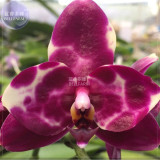 BELLFARM Orchid Rare Bonsai Mixed Perennial Flower Seeds, 100 seeds, professional pack, heirloom orchid open-pollinated plants
