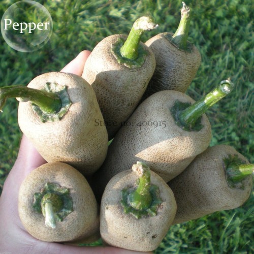 Farmers Jalapeno Pepper Seeds, 5 seeds, amazing Peppers E3949