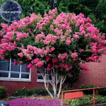 BELLFARM Pink Velour Crape Myrtle, 30 Seeds,  impressive ornamental trees E3986