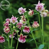 Rare Beautiful Mixed Garden Columbine Aquilegia Pink Bi-color Black White Purple Flowers, 50 Seeds, very beautiful E3690